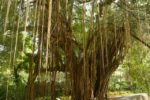 Banyan tree with aerial roots.