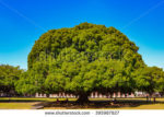 Banyan tree in its "perfect" shape.